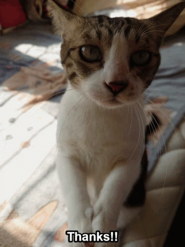 Brown And White Cat Thanks GIF