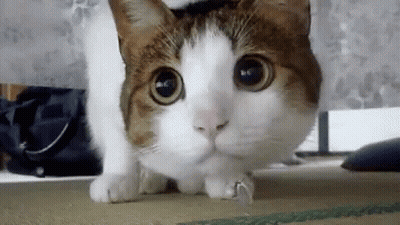 Brown And White Cat With Ring GIF