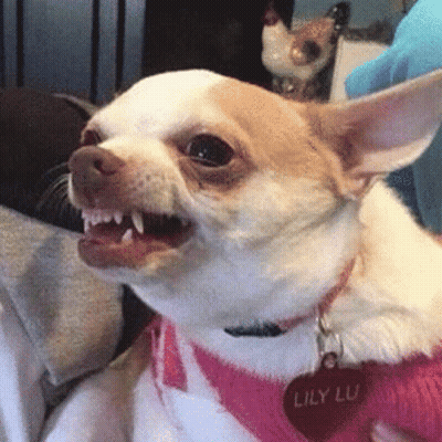 Brown And White Chihuahua In Pink Sweater Lily Lu Tag GIF