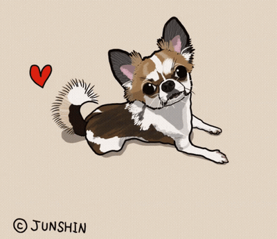 Brown And White Chihuahua Laying Down Angry GIF