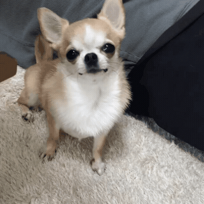 Brown And White Chihuahua Standing On Carpet GIF