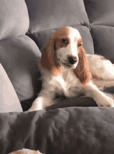 Brown And White Cocker Spaniel Laying On Couch GIF