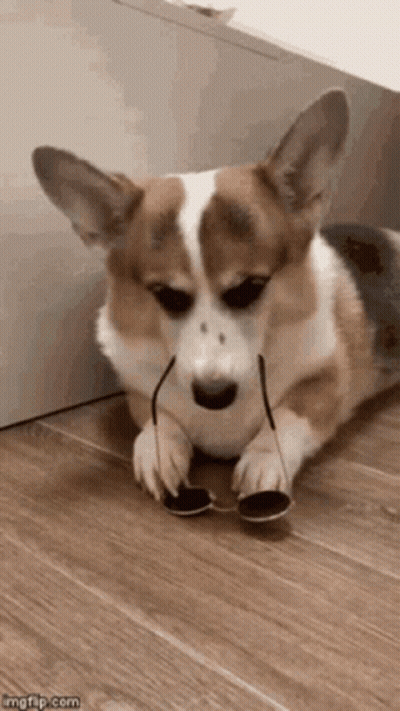 Brown And White Corgi In Sunglasses GIF
