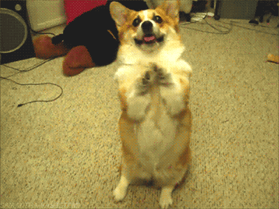 Brown And White Corgi Puppy Saying Smoooooooch GIF