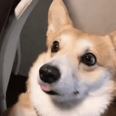 Brown And White Corgi Saying Cheese Is Online GIF