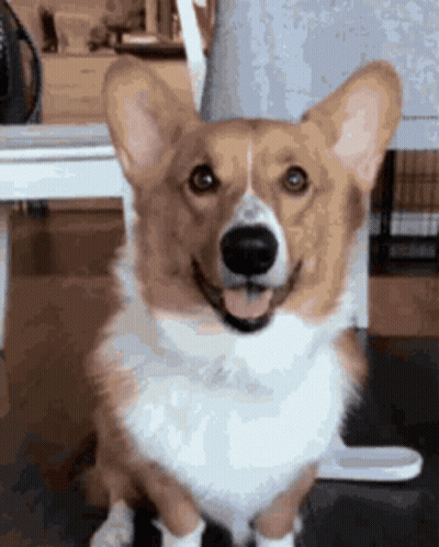 Brown And White Corgi Tongue Out GIF