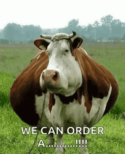 Brown And White Cow Chained To Tree GIF