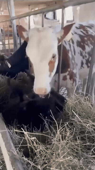 Brown And White Cow Eating Hay In Cage GIF