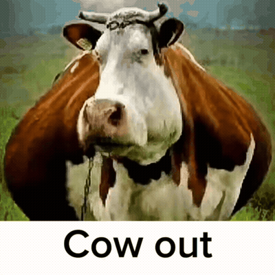 Brown And White Cow Saying Cow Out GIF