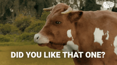 Brown And White Cow Saying Did You Like That One GIF