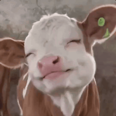 Brown And White Cow With Green Ear Tag Eyes Closed GIF