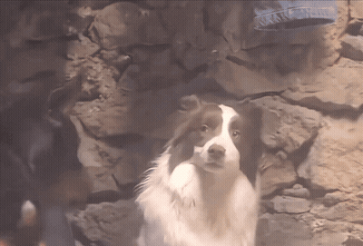 Brown And White Dog Before Stone Wall GIF