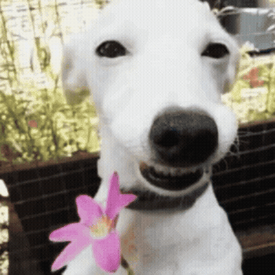 Brown And White Dog By Stone Wall GIF