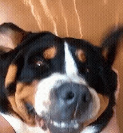 Brown And White Dog Face Close Up GIF