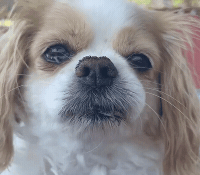 Brown And White Dog Face With Black Nose GIF