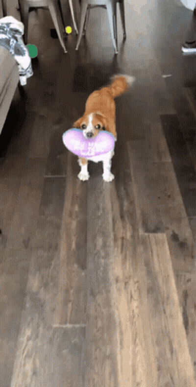 Brown And White Dog Holding Purple Heart Toy Saying I Love You GIF