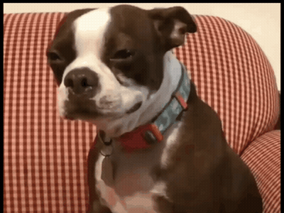 Brown And White Dog In Blue Collar On Checkered Couch GIF