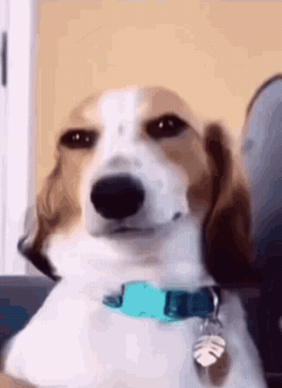 Brown And White Dog In Blue Collar Sitting On Couch GIF