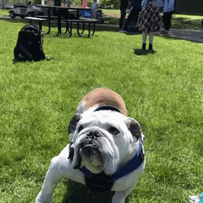Brown And White Dog In Blue Harness Standing In Grass GIF