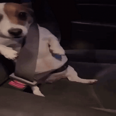 Brown And White Dog In Car With Seat Belt GIF