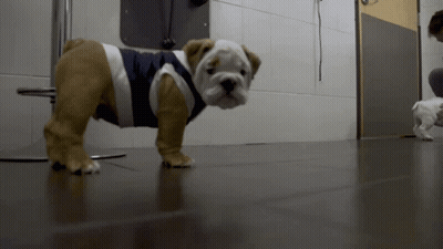 Brown And White Dog In Striped Shirt GIF