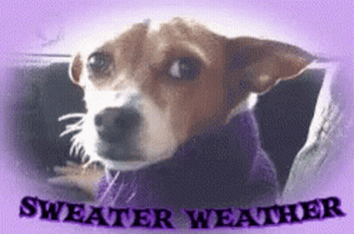 Brown And White Dog In Sweater Saying Sweater Weather GIF