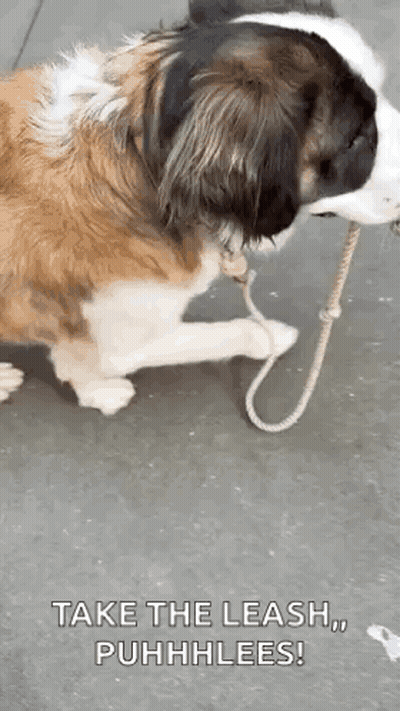 Brown And White Dog Laying Down Holding Leash GIF