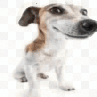Brown And White Dog Laying Down GIF