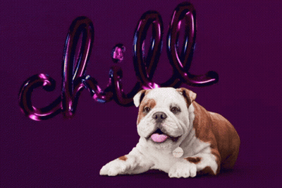 Brown And White Dog Laying In Front Of Chill Sign GIF