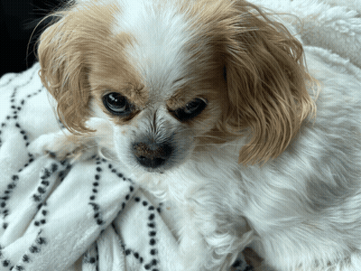 Brown And White Dog Laying GIF