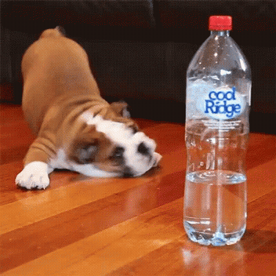 Brown And White Dog Laying Next To Cool Ridge Water GIF