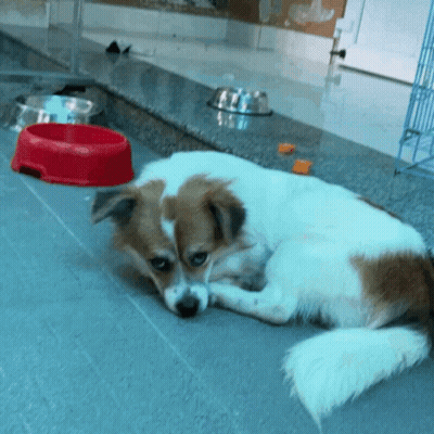 Brown And White Dog Laying Next To Red Dog Bowl GIF