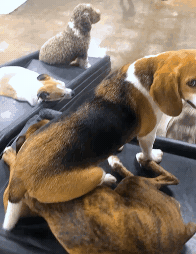 Brown And White Dog Laying On Another Dog GIF