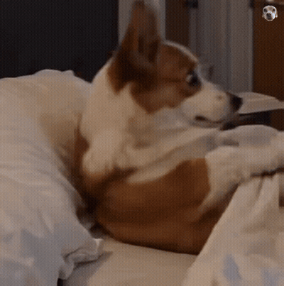 Brown and White Dog Laying on Bed