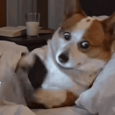 Brown And White Dog Laying On Bed GIF