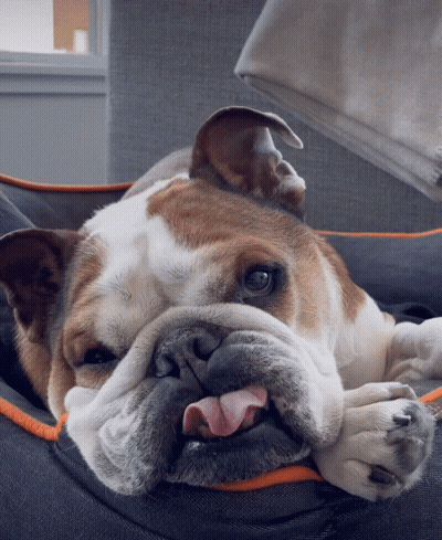 Brown And White Dog Laying On Bed With Tongue Out GIF