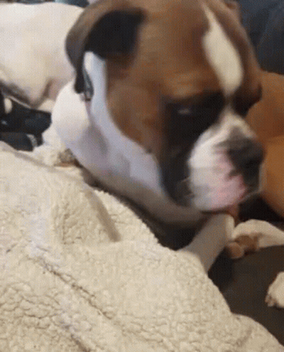 Brown And White Dog Laying On Blanket GIF