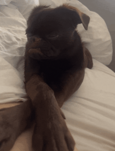 Brown And White Dog Laying On Blue Blanket With Paws Crossed GIF