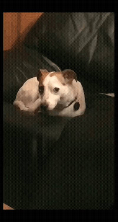 Brown And White Dog Laying On Couch GIF
