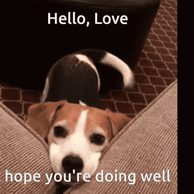Brown And White Dog Laying On Couch Saying Hello Love GIF