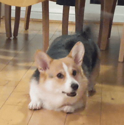 Brown And White Dog Laying On Floor GIF