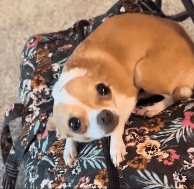 Brown And White Dog Laying On Floral Bag GIF