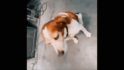 Brown And White Dog Laying On Ground GIF