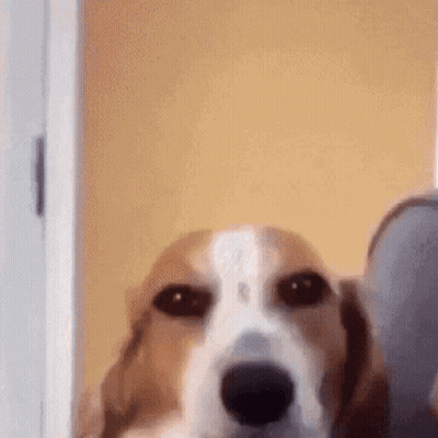 Brown And White Dog Looking At Camera In Doorway GIF
