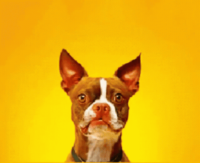 Brown And White Dog Looking At Camera On Yellow Background GIF