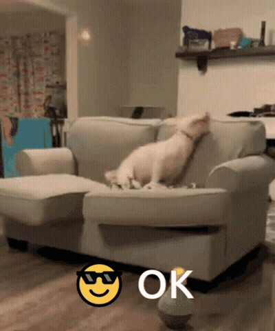 Brown And White Dog Looking At Phone On Bed GIF