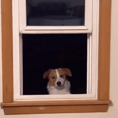 Brown And White Dog Looking Out Window GIF