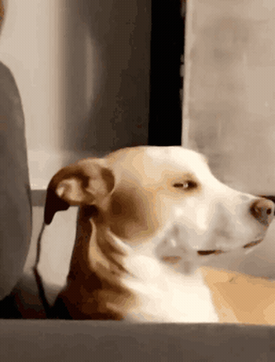 Brown And White Dog Looking Out Window GIF