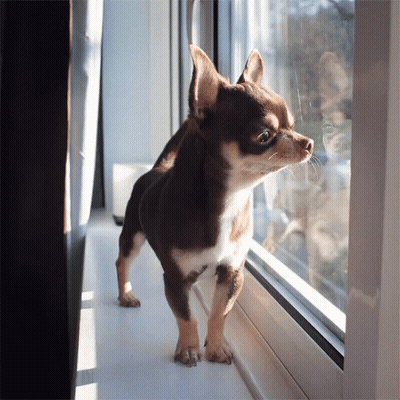 Brown And White Dog Looking Out Windowsill GIF