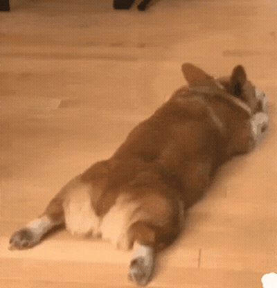 Brown And White Dog Lying On Back GIF